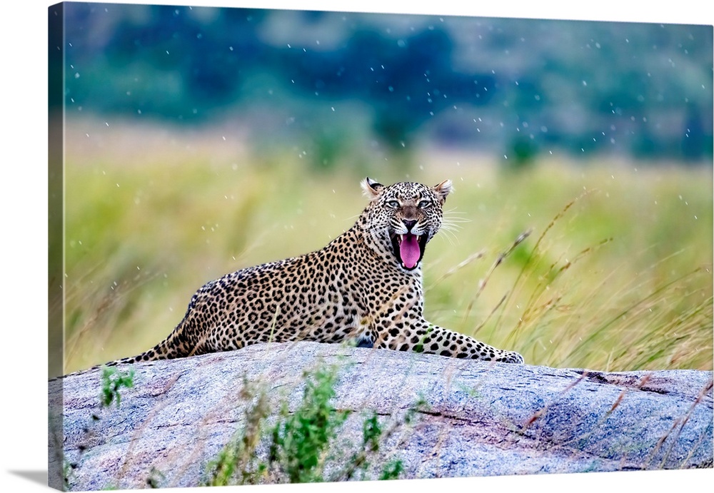 A leopard is yawning and showing it's large teeth in Serengeti National Reserve, Tanzania, Africa