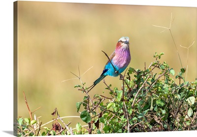 Lilac Breasted Roller Bird