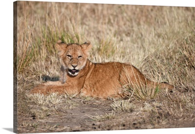 Lion Cub In The Serengeti