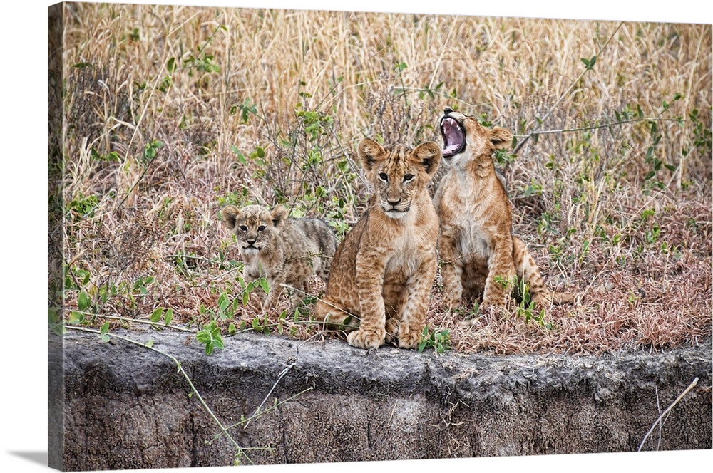 Several lion cubs, one yawning. Serengeti, Tanzania, Africa