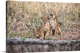 image thumbnail of Several lion cubs, one yawning. Serengeti, Tanzania, Africa