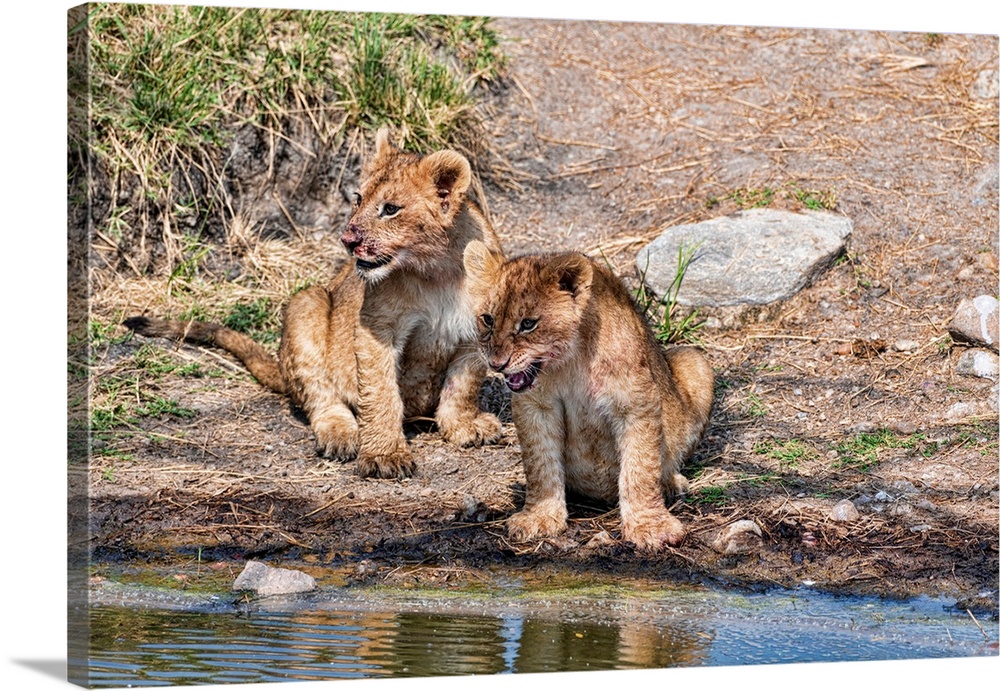 Two lion cubs, one with a bloody face, sit close to eachother at a watering hole.