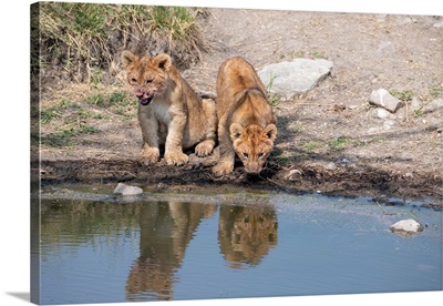 Lion Cubs Near The Stream