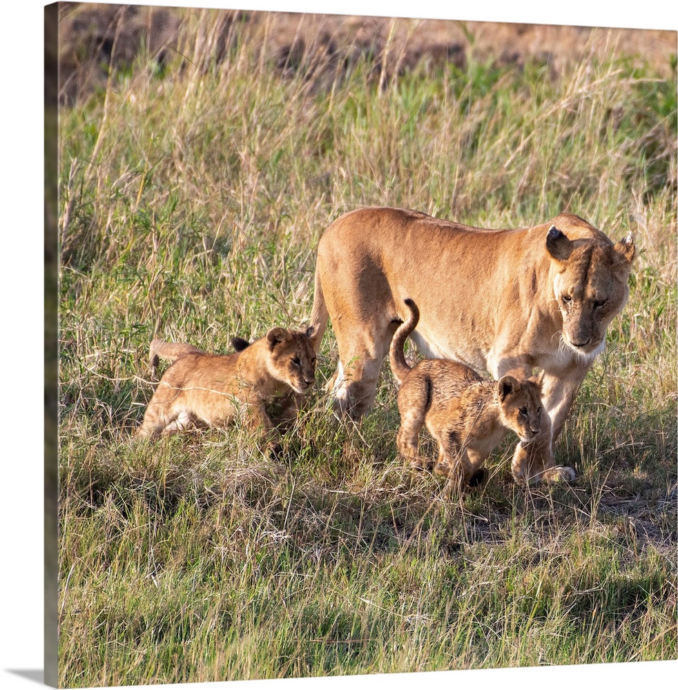 Mom and cub lions in Serengeti National Reserve, Tanzania, Africa.