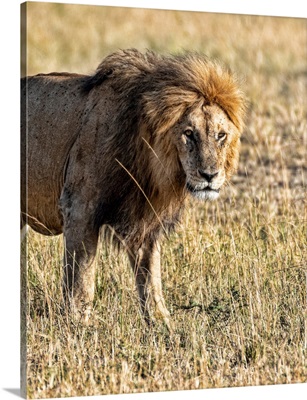 Lion In The Serengeti