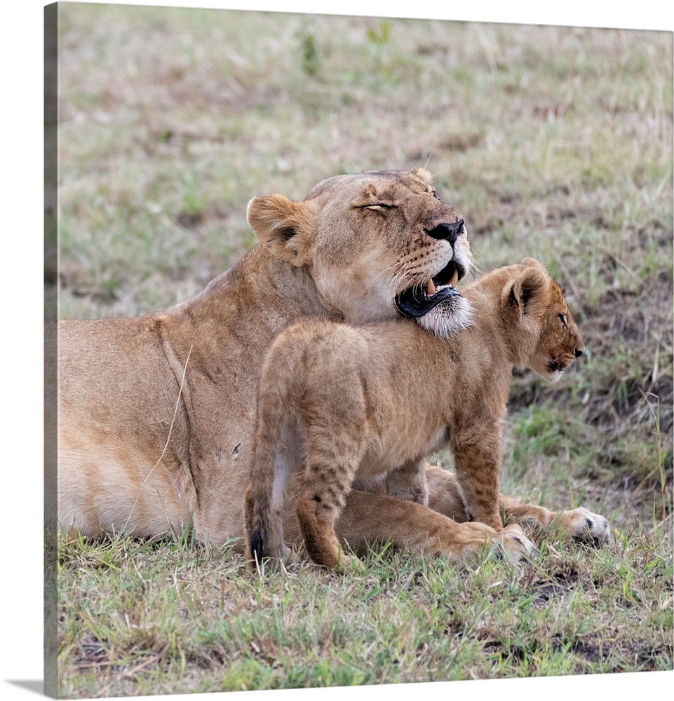 A female lion and her cub  in Maasai Mara National Park, Kenya, Africa.