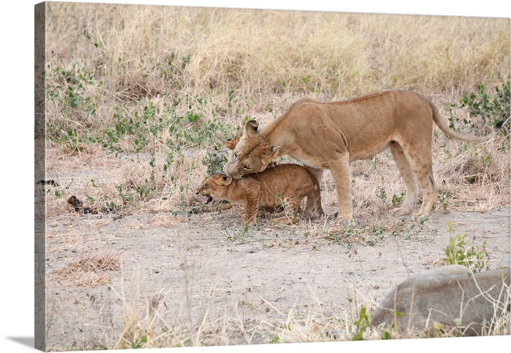 A lioness gently grabs her cub. In Tanzania, Africa.
