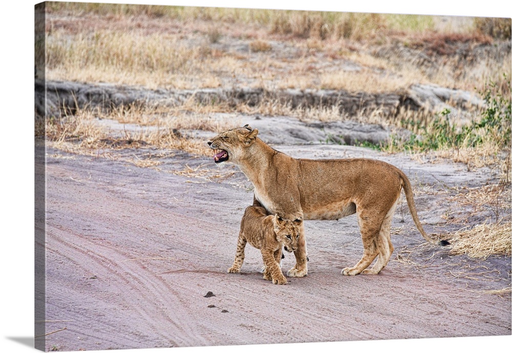 A female lion and her cub