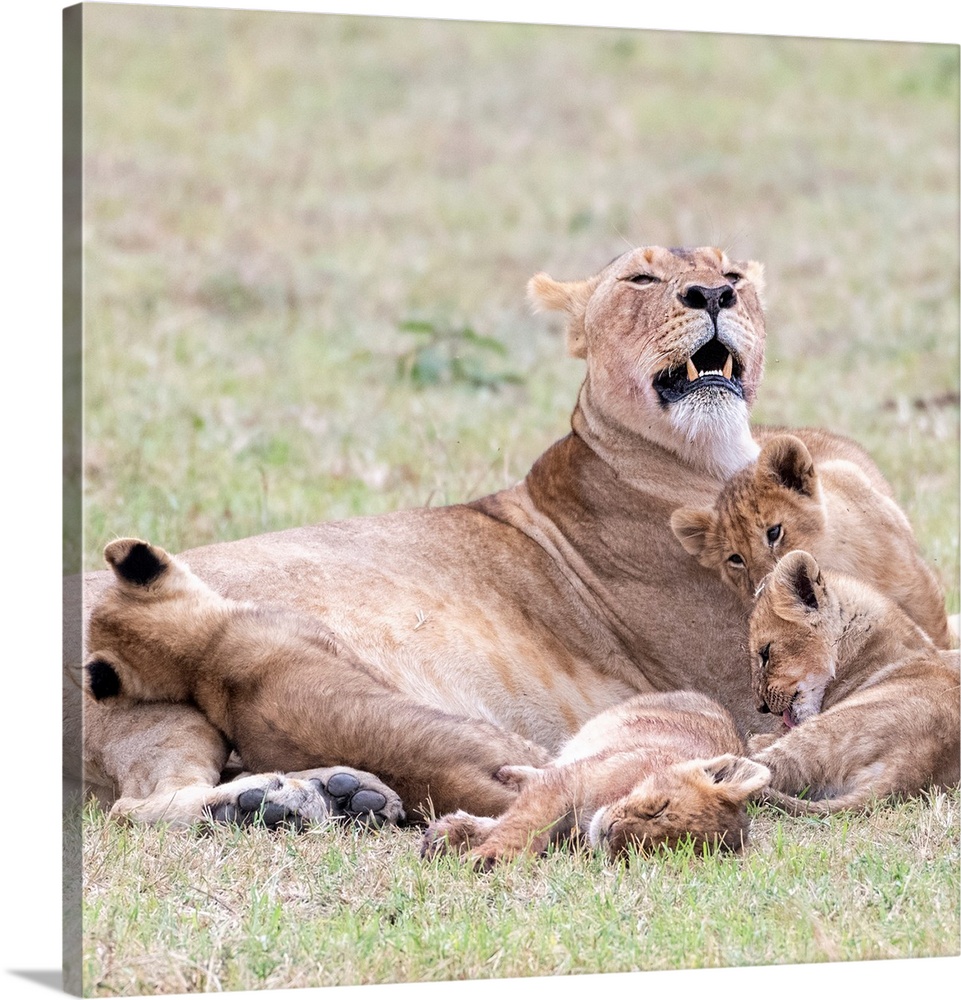 A female lion and her cubs  in Maasai Mara National Park, Kenya, Africa.