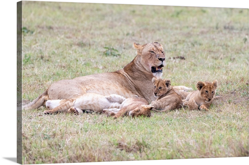 A female lion and her cubs  in Maasai Mara National Park, Kenya, Africa.