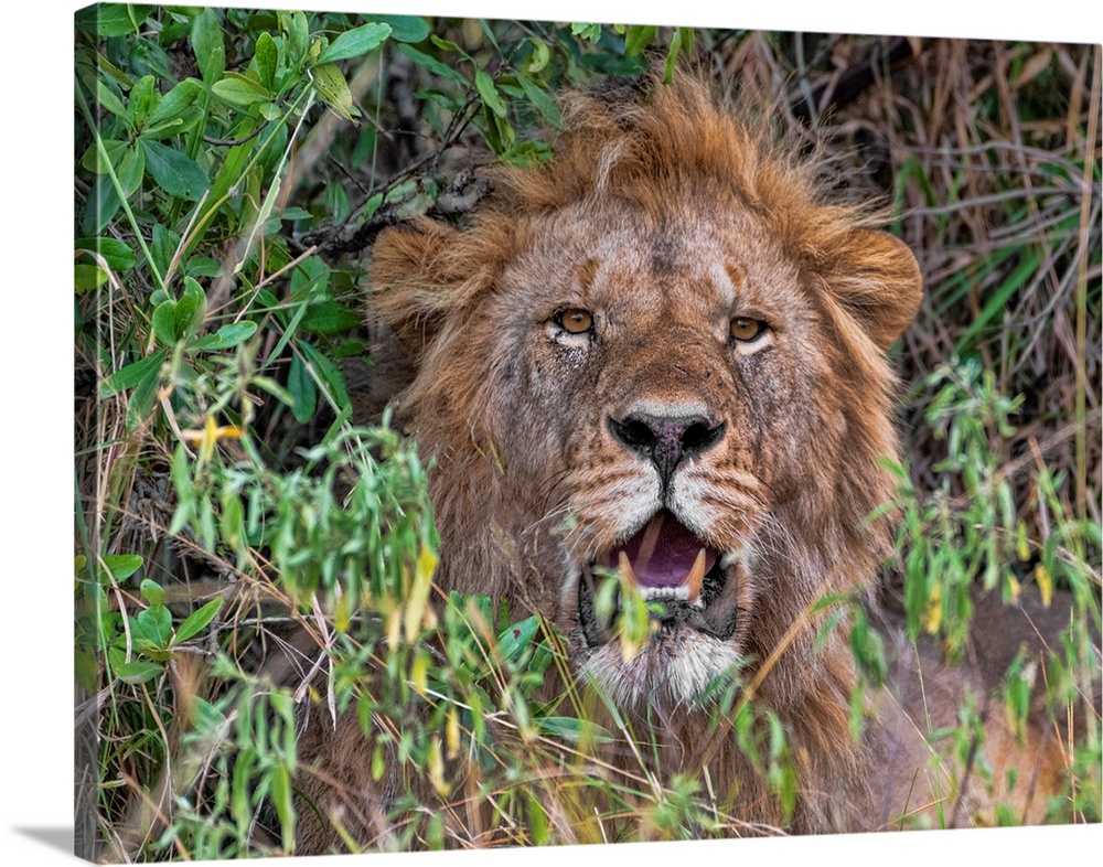 A male lion looks right at the camera in the Serengeti, Tanzania, Africa.