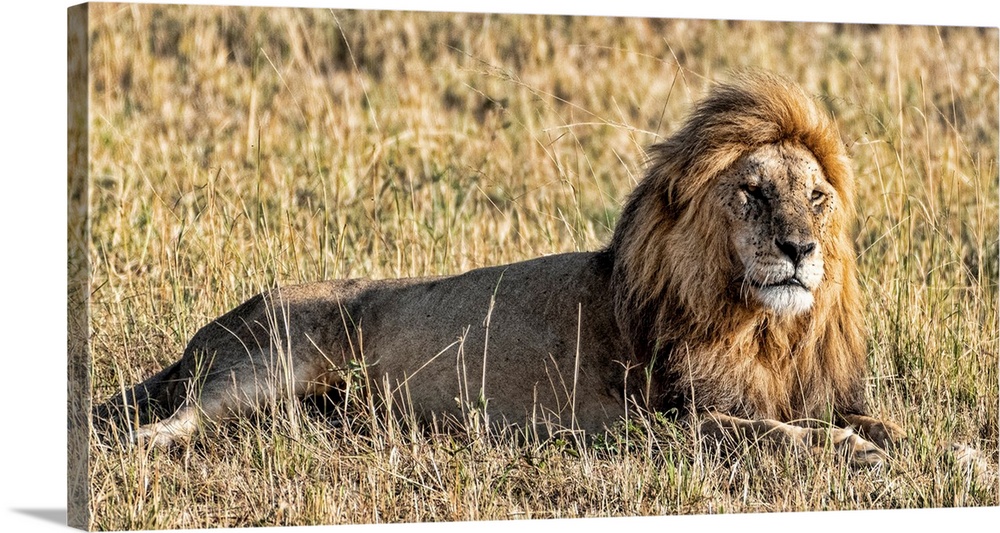 A male lion in Tanzania, Africa