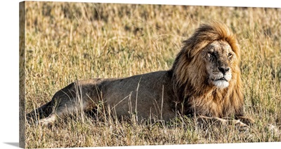 Male Lion In Africa