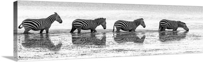 Migration Of The Zebras
