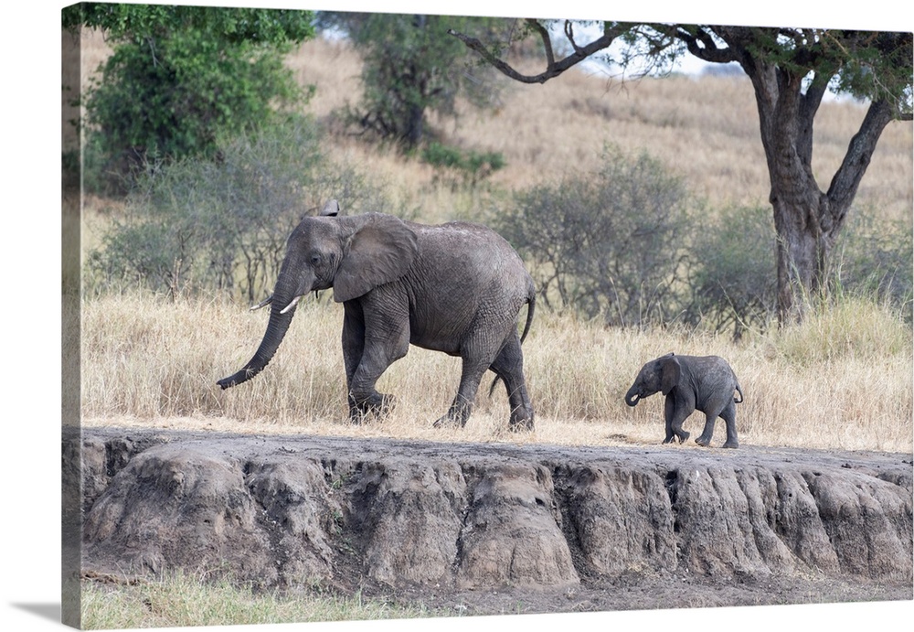 Two elephants walking in Tanzania, Africa