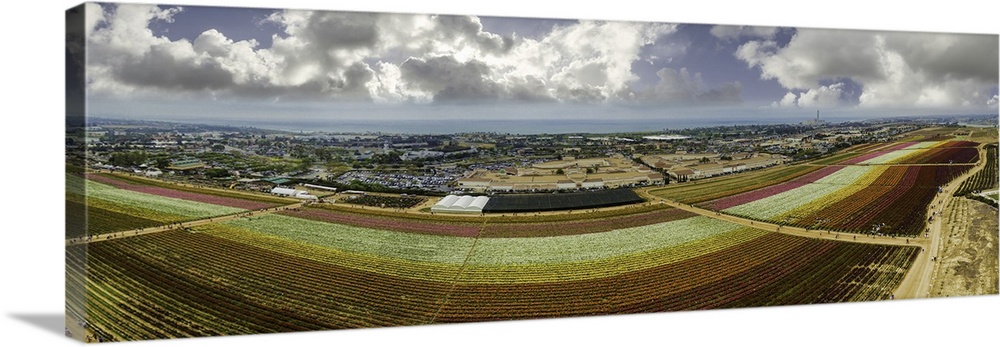 The famous Carlsbad Flower fields in Southern California. This is a 4 image aerial panoramic looking toward the Pacific Oc...