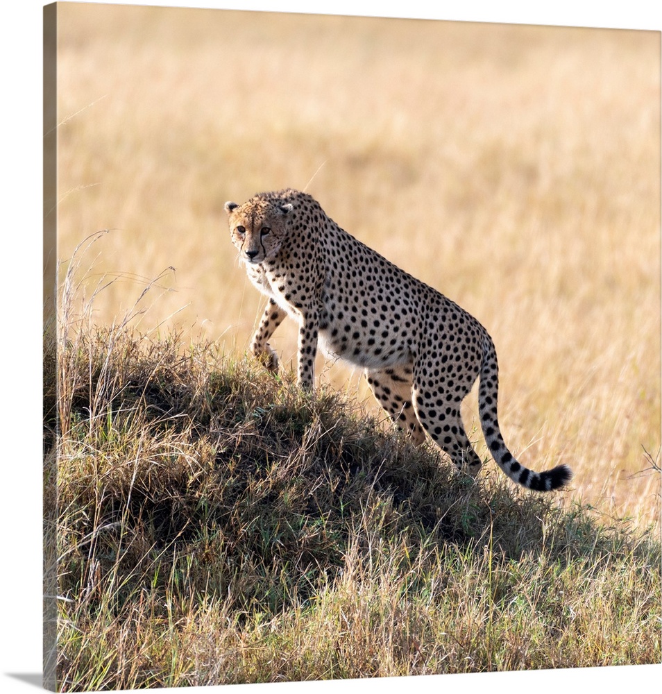 A Cheetah looks across vast grasslands in it's perfect hunting grounds in Serengeti, Tanzania, Africa