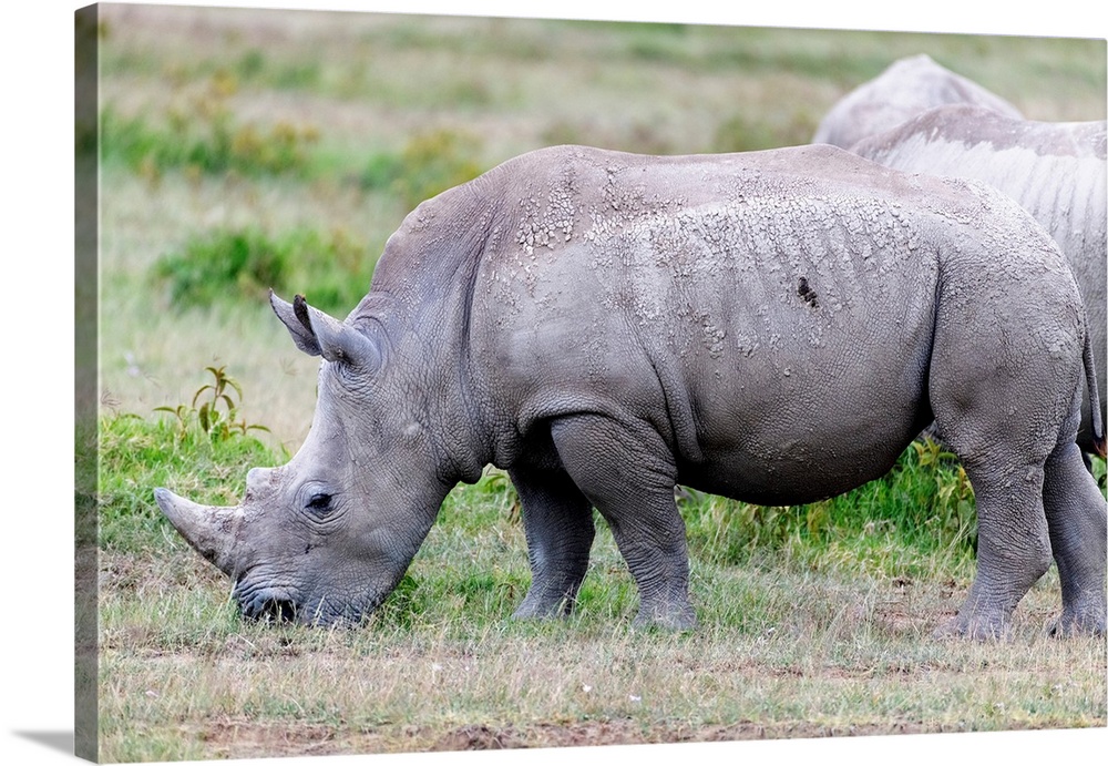 A rare Rhino grazes in Kenya, Africa