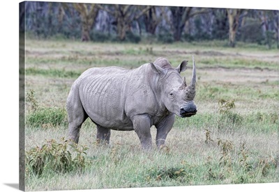 Rhino In Kenya