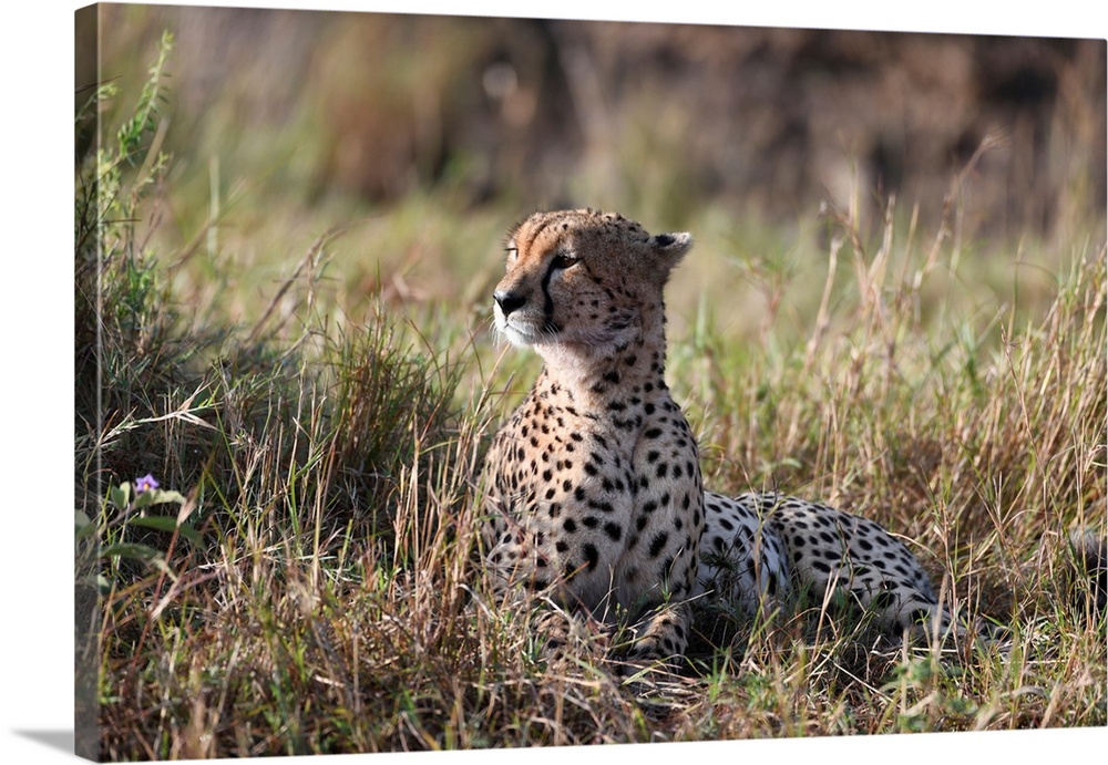 A Cheetah blends in perfectly in underbrush Serengeti, Tanzania, Africa