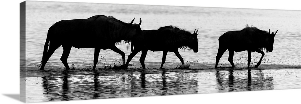 Three silhouetted wildebeests walking through water in Kenya, Africa.
