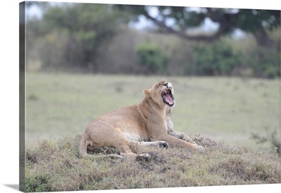 Snarling Lioness