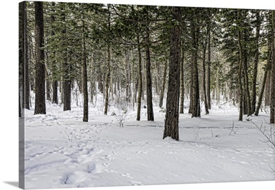 Snow-covered pine forest
