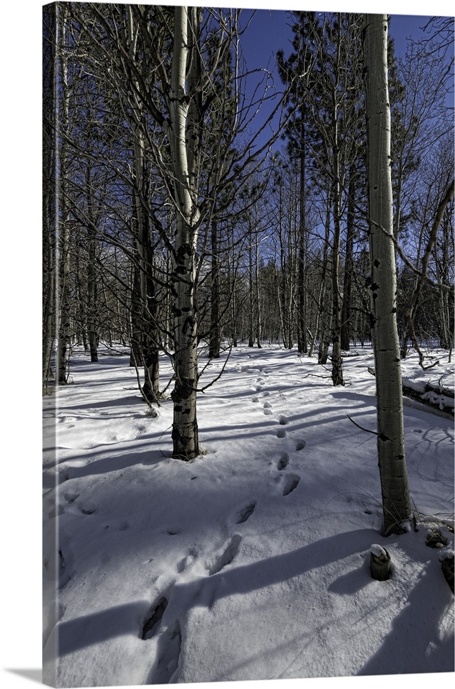 Snowy path through forest