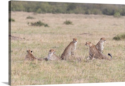 The Fast Five - Cheetahs In Maasai Mara, Kenya