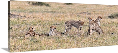 The Fast Five - Cheetahs In Maasai Mara, Kenya