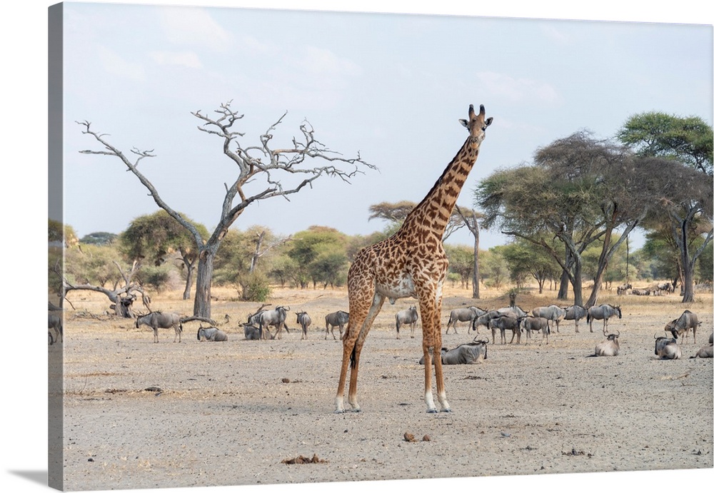 Animals in Serengeti National Park, Tanzania, Africa