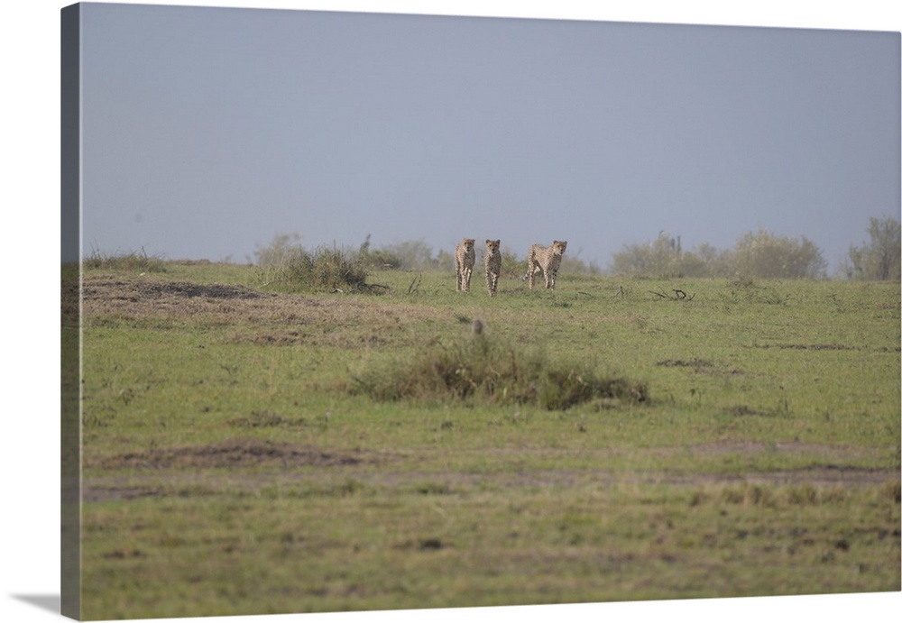 Three male cheetahs in Maasai Mara, Kenya, Africa,
