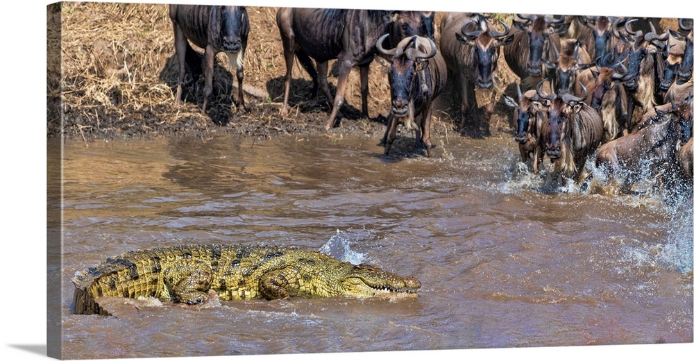 Hundreds of wildebeests during the yearly great migration in Tanzania, Africa face off versus a crocodile. To cross might ...