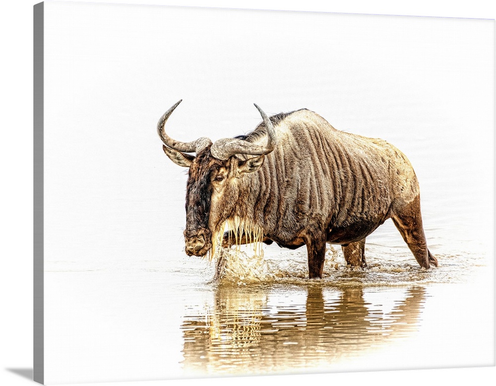 A wildebeest, isolated on a white background