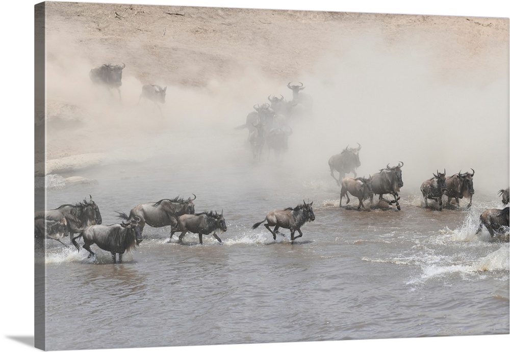 Many wildebeests frantically crossing the Mara river as part of the great migration, Tanzania, Africa.