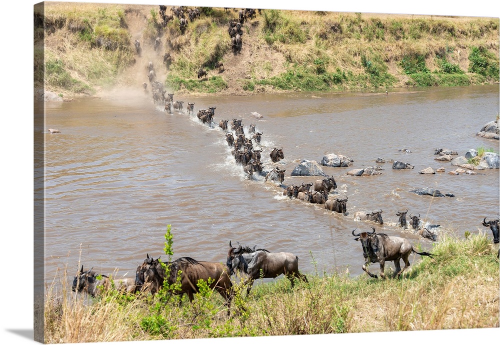 Wildebeests frantically crossing the Mara river in the Serengeti Tanzania during the great migration.