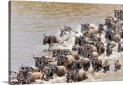 Wildebeest Frantically Crossing The Mara