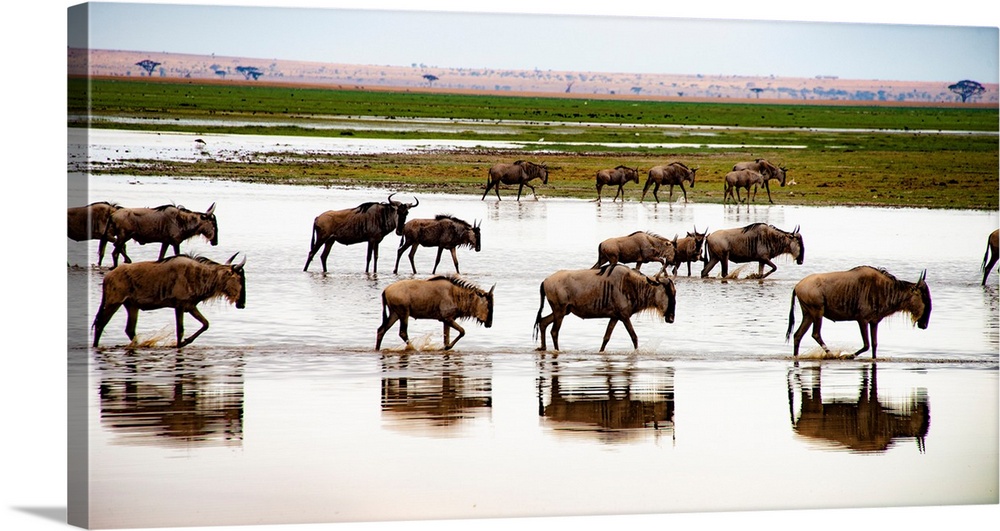 Dozens of wildebeests migrating in Kenya, Africa