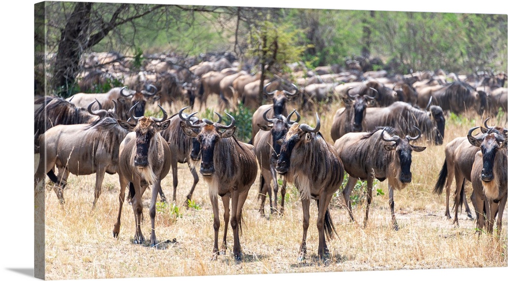 Wildebeests  in the Serengeti Tanzania during the great migration.