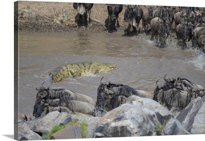 Wildebeests Crossing The Mara