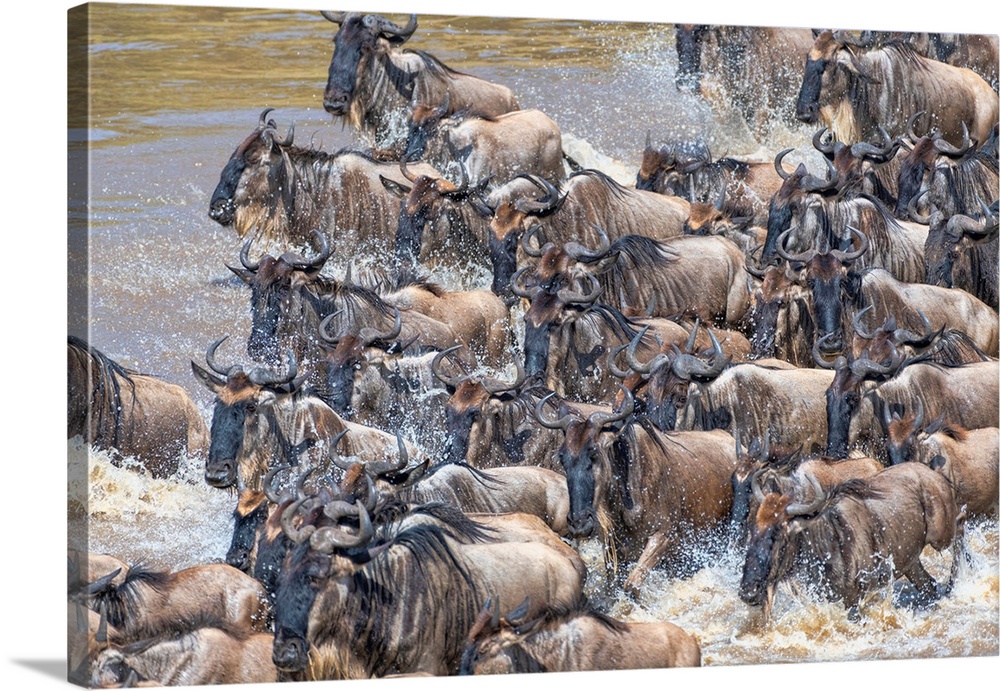 Hundreds of wildebeests during the yearly great migration in Tanzania, Africa.