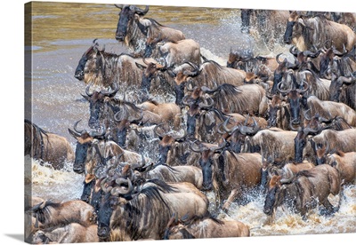 Wildebeests Crossing The Mara