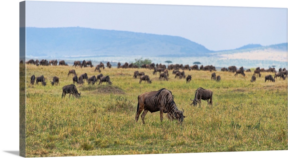 Hundreds of Wildebeests grazing in Serengeti, Tanzania, Africa.