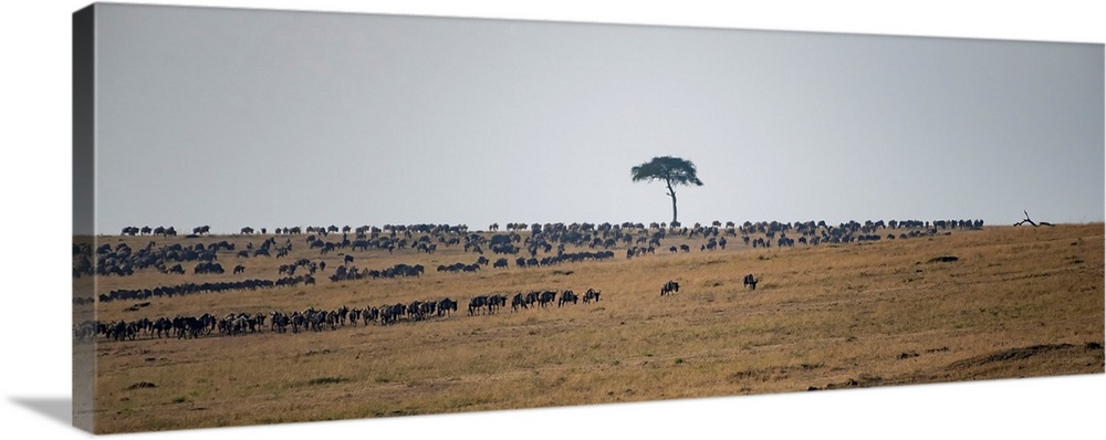 Wildebeests on plains at sunset in the serengeti.