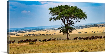 Wildebeests On The Serengeti