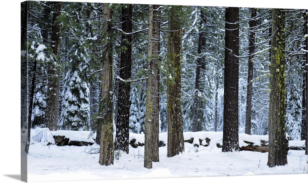 Winter's grip. Snow covers tall pines in Yosemite, California, USA