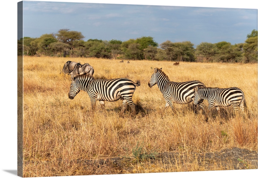 Many zeebra and wildebeests grazing on tall grasses in the Serengeti, Tanzania, Africa.