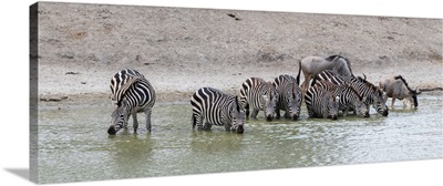 Zebra At The Watering Hole