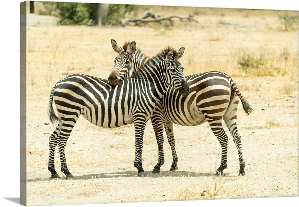 Two zebra standing close in protective stance. You watch for me, I watch for you.