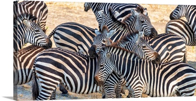 Zebra In Protective Stance